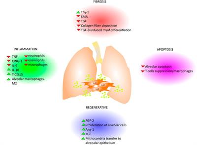 Dissecting the Role of Mesenchymal Stem Cells in Idiopathic Pulmonary Fibrosis: Cause or Solution